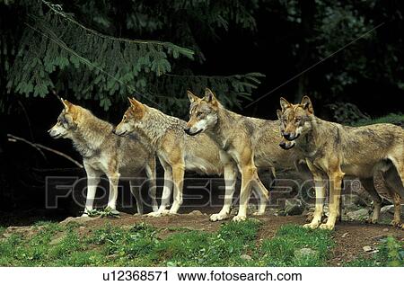 Close-up of a pack of wolfs View Large Photo Image Stock Image - Close-up of a pack of wolfs. Fotosearch