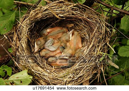 Close-up of baby blackbirds in nest View Large Photo Image Picture - Close-up of baby blackbirds in nest. Fotosearch