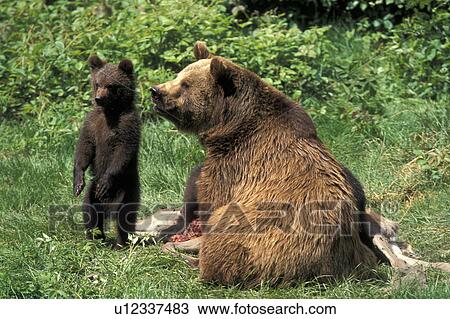 Close-up of brown bear with cub in natural habitat View Large Photo Image Stock Image - Close-up of brown bear with cub in natural habitat. Fotosearch