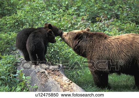 Stock Image - Close-up of brown bear with two cute cubs. Fotosearch