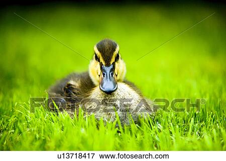 Stock Photo - Close-up of duck facing camera. Fotosearch