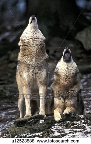 Stock Photo - Close-up of two howling wolfs. Fotosearch