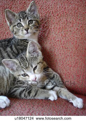 Picture - curiosity, Austria, couch, coat, cat, animal. Fotosearch