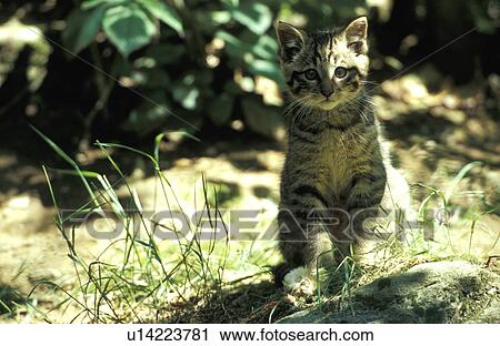 Cute kitten in a clearing View Large Photo Image Stock Image - Cute kitten in a clearing. Fotosearch