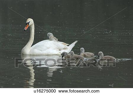 Stock Image - duck, biddy, cygnus, child, bird, family, animal. Fotosearch
