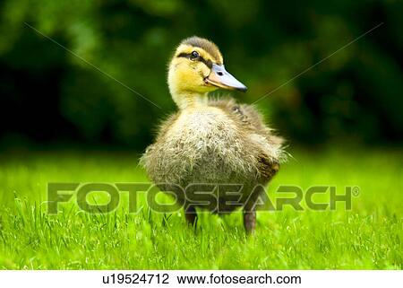 Duckling in a meadow View Large Photo Image Stock Image - Duckling in a meadow. Fotosearch