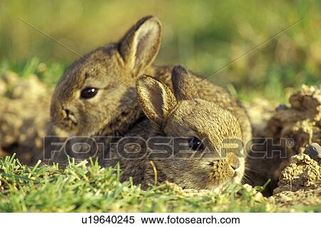 Stock Photography - erde, animals, brown, bunny. Fotosearch