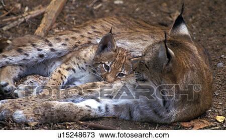 Stock Image - erde, animals, brown, carnivora, carnivore. Fotosearch