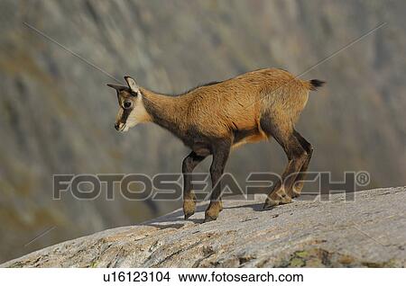 even-toed ungulates, animal, cornet, bernese, antlers, gaemse, alpentier View Large Photo Image Picture - even-toed ungulates, animal, cornet, bernese, antlers, gaemse, alpentier. Fotosearch