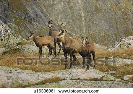 even-toed ungulates, animal, cornet, bernese, antlers, gaemse, alpentier View Large Photo Image Stock Image - even-toed ungulates, animal, cornet, bernese, antlers, gaemse, alpentier. Fotosearch