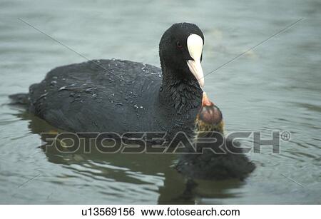 Stock Photograph - federn, animals, atra, aves. Fotosearch