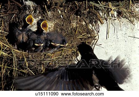 federn, animals, aves, barns, beak View Large Photo Image Stock Image - federn, animals, aves, barns, beak. Fotosearch