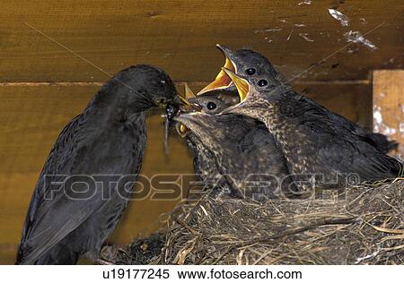 Stock Photography - feed, austria, calf, blackbird, bird, animal. Fotosearch