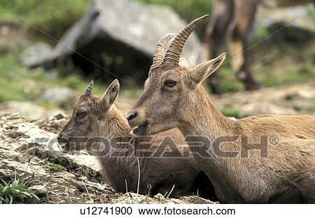 Stock Image - horntraeger, animals, astronomy. Fotosearch