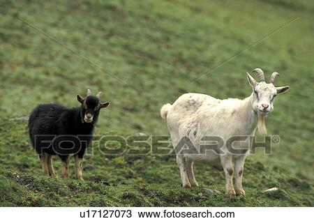 horntraeger, animals, black, bovidae View Large Photo Image Stock Image - horntraeger, animals, black, bovidae. Fotosearch