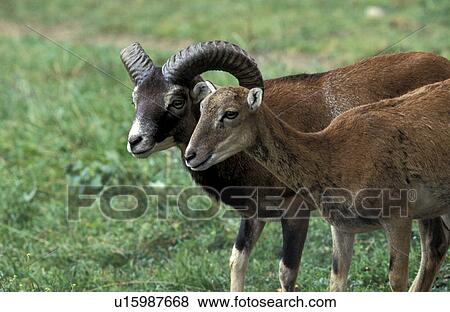 Stock Photo - horntraeger, felder, acre, ammon, animals. Fotosearch