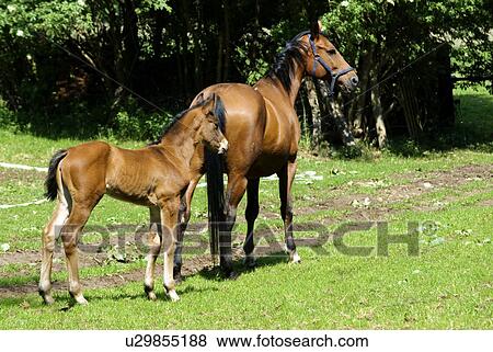 Stock Photo - horse, foal, willow, meadow, green, grÅ¸n, eat. Fotosearch
