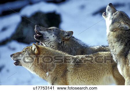 Howling wolves in the snow View Large Photo Image Stock Image - Howling wolves in the snow. Fotosearch
