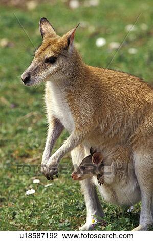 Kangaroo with joey View Large Photo Image Stock Image - Kangaroo with joey. Fotosearch