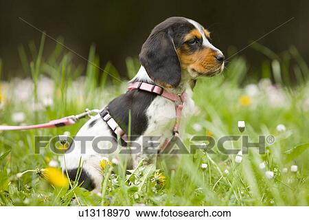 Leashed small dog sitting in a field with wild flowers View Large Photo Image Stock Image - Leashed small dog sitting in a field with wild flowers. Fotosearch
