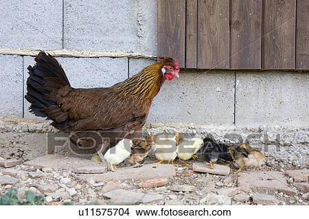 Mother hen with chicks near farm building View Large Photo Image Picture - Mother hen with chicks near farm building. Fotosearch