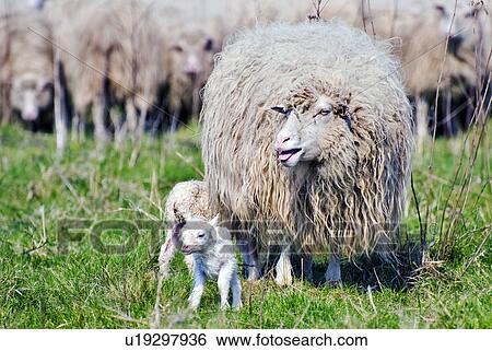 Mother sheep and her lamb View Large Photo Image Stock Photograph - Mother sheep and her lamb . Fotosearch