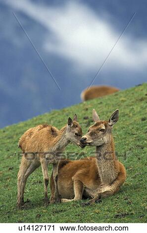 Roe deer with fawn on hillside View Large Photo Image Stock Image - Roe deer with fawn on hillside. Fotosearch