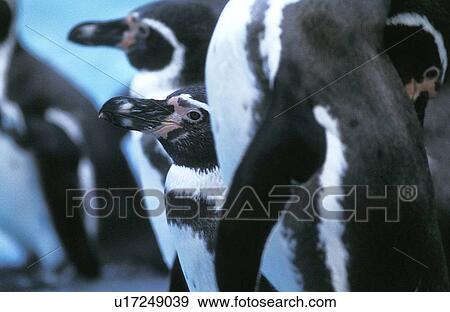 Stock Photo - tierfamilie, landwirbeltiere, andreas, animal, animals, attentive. Fotosearch