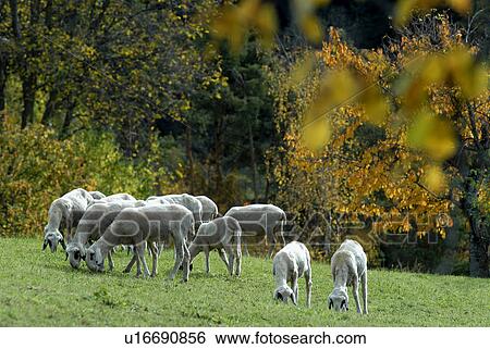 Stock Photograph - weide, andreas, animal, animals, autumn, bio. Fotosearch