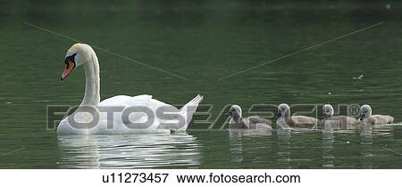 White swan with cygnets View Large Photo Image Stock Photo - White swan with cygnets. Fotosearch