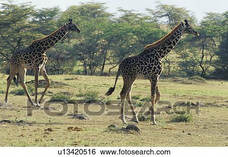 africa, animals, aichner, African, Africa View Large Photo Image Stock Photograph - africa, animals, aichner, African, Africa. Fotosearch
