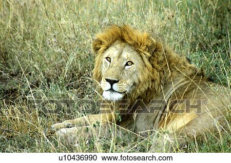 Africa, animals, andreas, African, africa View Large Photo Image Stock Image - Africa, animals, andreas, African, africa. Fotosearch