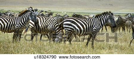 africa, animals, andreas, African, Africa View Large Photo Image Stock Image - africa, animals, andreas, African, Africa. Fotosearch