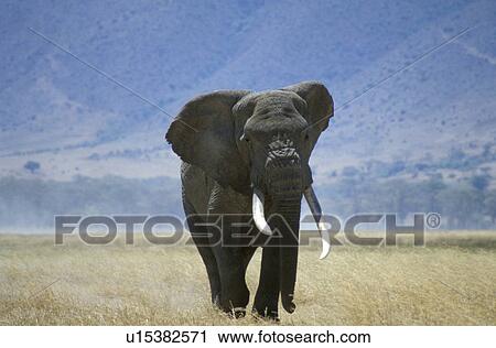African elephant View Large Photo Image Stock Image - African elephant. Fotosearch