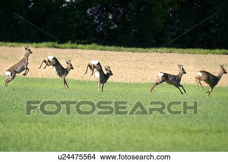 alfred, bovidae, austria, animals, acre View Large Photo Image Picture - alfred, bovidae, austria, animals, acre. Fotosearch