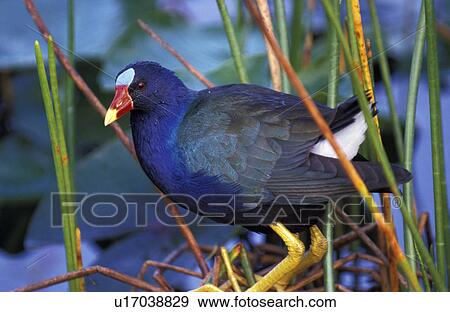 Stock Photo - America, aves, animals, america. Fotosearch