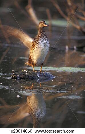Stock Image - anatinae, bird, aves, animals, anas. Fotosearch