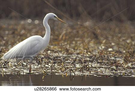 animals, aves, ardeidae, albus View Large Photo Image Stock Photograph - animals, aves, ardeidae, albus. Fotosearch