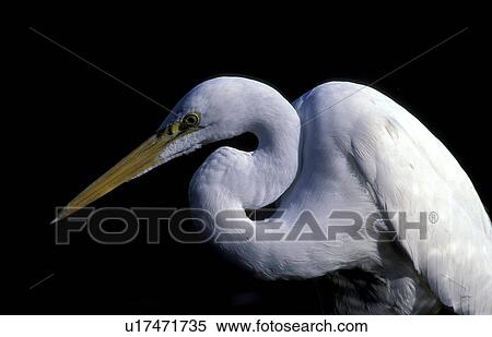 Stock Photography - animals, aves, ardeidae, albus. Fotosearch