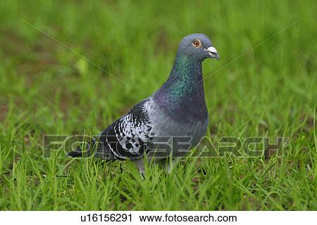 animals, bird, aves, Austria, alfred View Large Photo Image Stock Image - animals, bird, aves, Austria, alfred. Fotosearch