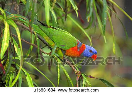 Australian colorful bird View Large Photo Image Picture - Australian colorful bird. Fotosearch