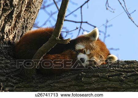 Austrian fox View Large Photo Image Stock Image - Austrian fox. Fotosearch