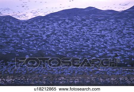Stock Photography - aves, America, anserinae, animals, america, bird, abenddaemmerung. Fotosearch
