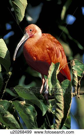 aves, bill, beak, animals View Large Photo Image Stock Photo - aves, bill, beak, animals. Fotosearch