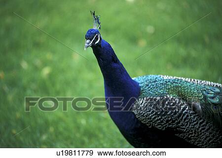 aves, blue, bird, Bernhard, animals View Large Photo Image Stock Photo - aves, blue, bird, Bernhard, animals. Fotosearch