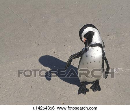 beach, ganzansicht, full, front, animals View Large Photo Image Stock Photograph - beach, ganzansicht, full, front, animals. Fotosearch