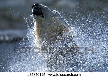 bear, body, bears, animals View Large Photo Image Stock Photography - bear, body, bears, animals. Fotosearch