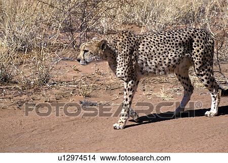 beige, Africa, animals, African, africa, acinonyx View Large Photo Image Picture - beige, Africa, animals, African, africa, acinonyx. Fotosearch