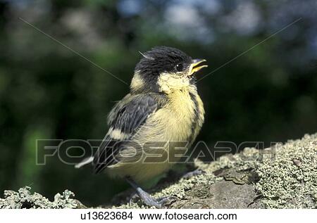 Bernhard bird View Large Photo Image Picture - Bernhard bird. Fotosearch