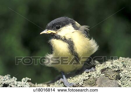 Picture - Bernhard bird. Fotosearch
